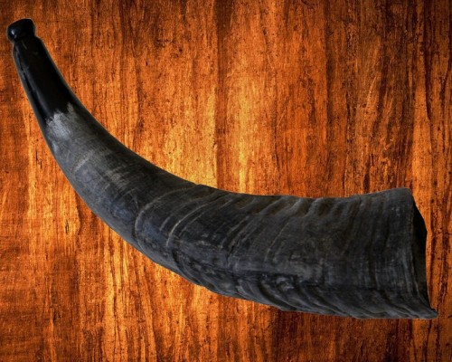 Фото Рог буйвола черный