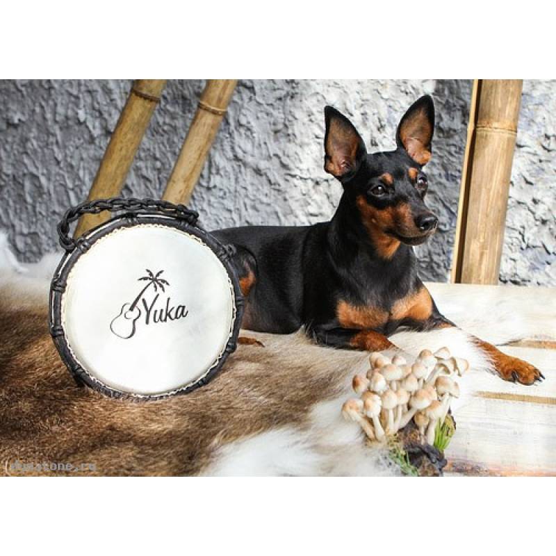 Фото YUKA DJWN08-16BK3 - Джембе с верёвочной настройкой Юка